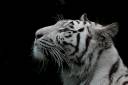 white tiger2.jpg