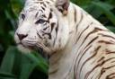 white tiger3.jpg