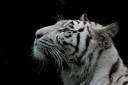 white tiger2.jpg