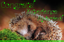 Capricious Award.png