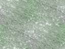 green_shimmer_300.jpg