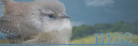 Mae top.png