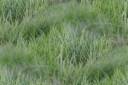 grass_short_400.jpg