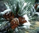 winterpinebest-1.jpg