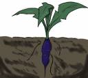Cobalt potatoes.jpg