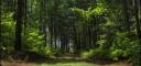 forest1.jpg