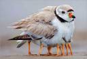 00-bird-animal-photography-34.jpg