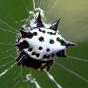 cutespider.jpg