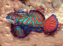 mandarinfish.gif