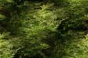 leaves_green_640.jpg