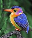 Kinellkingfisher.jpg