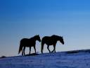 two horses in winter against blue sunset sky.jpg
