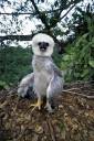 Harpy-Eagle-Chick-3.jpg