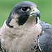 Falconry.png