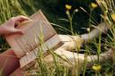 buttercups in grass.jpg