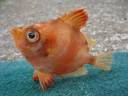 Boar-Fish.jpg