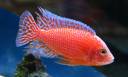 aulo_firefish.jpg