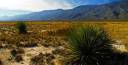 new-mexico-desert-grassland.jpg