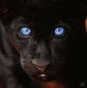 black_panther__by_erchivita-d563yad.jpg