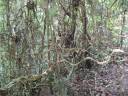 Forest of Thorns.jpg