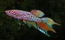 killifish.jpg