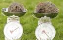hedgehog_1391156c.jpg