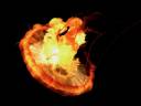 yellow-jellyfish.jpg