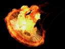 yellow-jellyfish.jpg