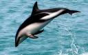 DuskyDolphin.jpg