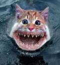 catfish.jpg