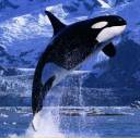 killer-whale.jpg