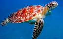 seaturtle.jpg