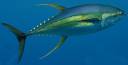 yellowfin-tuna-1.jpg