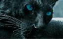 BeFunky_black-panther-eyes-1280x800.jpg