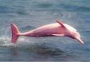 BeFunky_Pink_Dolphin_by_Dragonstar007.jpg