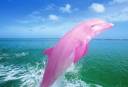 BeFunky_pink_dolphin_4b06721e6dde0.jpg