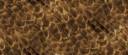 feather_brown_235[1].jpg