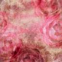 10909480-romantic-vintage-background-with-dry-rose-and-drops.jpg