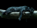 Black-Jaguar-psd44406.png