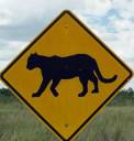 BeFunky_panther_crossing_by_kasukaseishin-d4wf25r.jpg