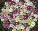 hellebores.JPG