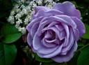 Purple-Rose.jpg