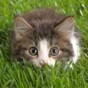 rsz_nature_-_cat_-_kitten_in_grass.jpg