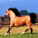 rsz_horsebuckskinlusitano.jpg