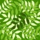 leaves.jpg