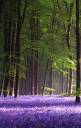 bluebellforest3.jpg