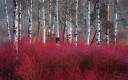 fireforest.jpg