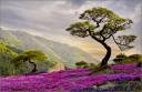flowertree.jpg