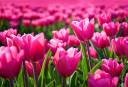 tulip-fields.jpg