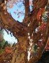 Paper-bark-maple-4cdef2a7e4cce.jpg